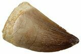Fossil Mosasaur (Prognathodon) Tooth - Morocco #280096-1